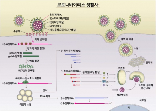 코로나 바이러스 인체 침투 과정.  IBS 제공 