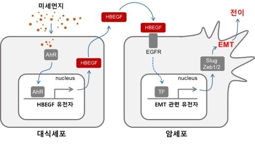 미세먼지에 의한 암세포 전이 증가 과정 모식도. 한국생명공학연구원 제공. 