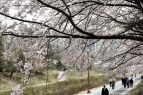 성남 벚꽃길