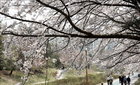 도심 속 벚꽃 나들이 …성남 벚꽃길 8경