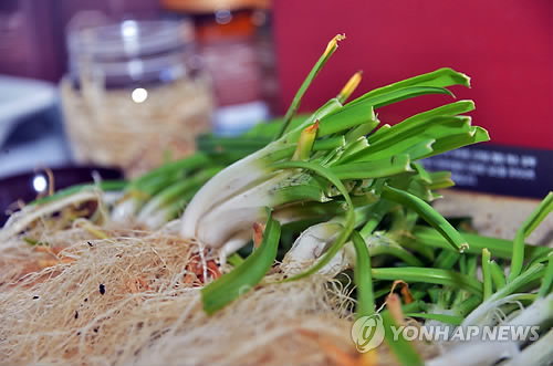 삼채