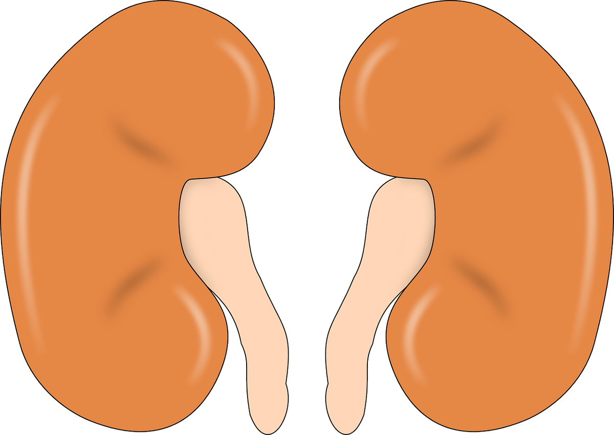 kidney