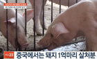 아프리카돼지열병은 사람에게 감염되지 않아