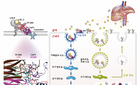간세포서 PCSK9에 의한 LDL-수용체 분해 기전 세계 최초 규명