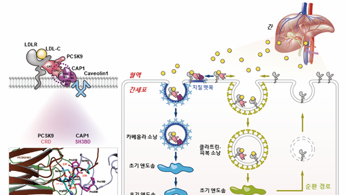 간세포서 PCSK9에 의한 LDL-수용체 분해 기전 세계 최초 규명