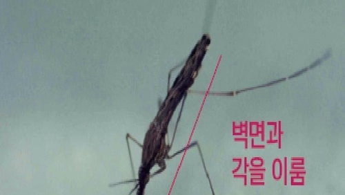 질본, 말라리아 감염모기 확인…매개체 방제 강화