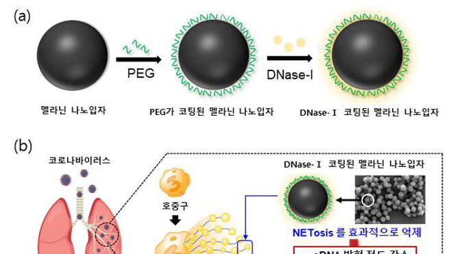 성균관대 박천권 교수, 코로나 중증환자 및 패혈증 조절 나노치료제 개발