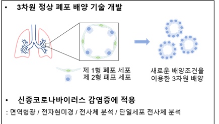 KAIST, 코로나19 폐세포 감염 과정 규명 성공