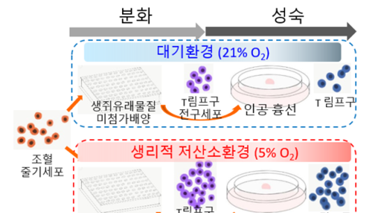 조혈모세포 이식 합병증 예방 가능해질까?