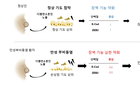 유차 오염물질, 만성부비동염 악화