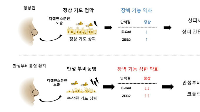 유차 오염물질, 만성부비동염 악화