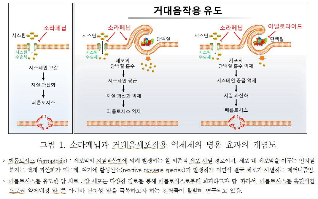 소라페닙과 거대음세포작용 억제제의 병용 효과의 개념도