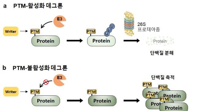 카이스트, 암 치료제 ‘단백질 코드’ 찾았다