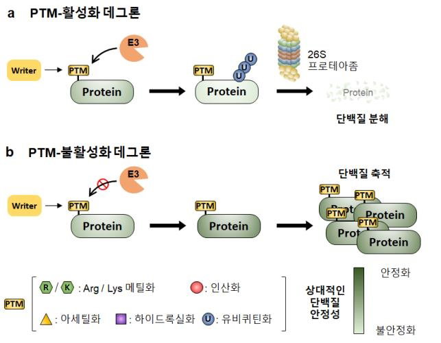 연구 결과 모식도. 한국과학기술원(KAIST) 제공.