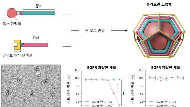 KAIST, 암세포만 약물 전달 가능한 '클라트린 조립체' 개발