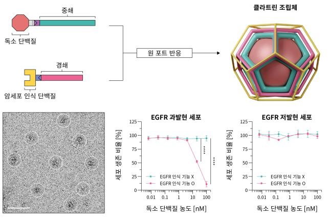 연구결과 모식도. 한국과학기술원(KAIST) 제공.