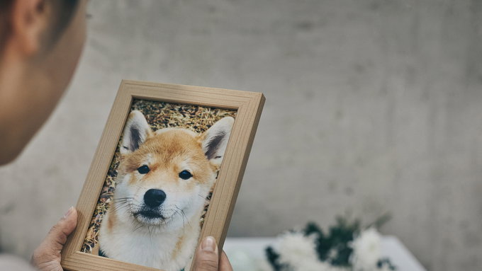 반려동물 떠난 뒤 펫로스증후군 극복하는 법은?