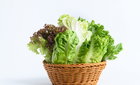 상추 먹고 식중독 걸릴 수 있다?