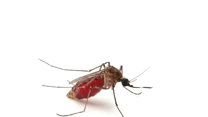 모기 발생 시기 점차 빨라져. 이달 말부터 모기 감시 사업 실시
