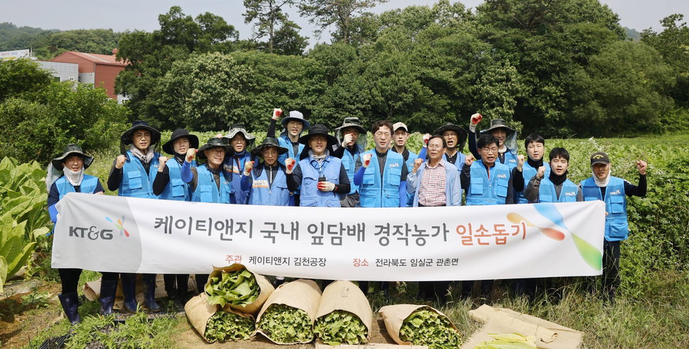KT&G 잎담배 수확 알손돕기