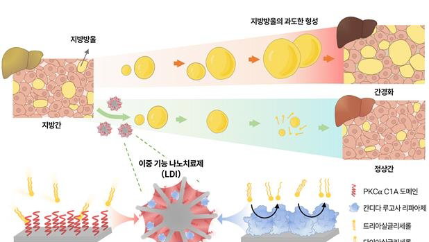 "쌓인 지방간 직접 없앤다"...KIST.한양대, 치료제 개발