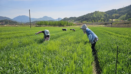 간 기능 개선 새싹보리 '혜누리', 농진청 보급 확대…사포나린 함량 최대 49% 증대