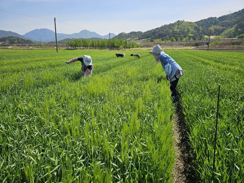 간 기능 개선 새싹보리 '혜누리', 농진청 보급 확대&hellip;사포나린 함량 최대 49% 증대