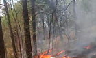 파주 야산 화재, 25분 만에 진화…산림 당국 신속 대응
