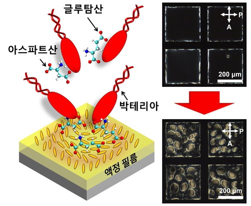 식중독균 6시간 검사, 1분 만에&hellip;국내 연구진, 초고속 바이오센서 기술 개발