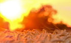 비타민D 결핍, 간과하면 안 되는 이유: 햇볕과 식단으로 뼈 건강 지키는 과학적 접근법