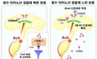 뇌가 아닌 腸이 '고기 당김' 명령?…사이언스, 비만 치료 새 길