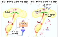 뇌가 아닌 腸이 '고기 당김' 명령?…사이언스, 비만 치료 새 길