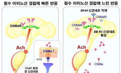 뇌가 아닌 腸이 '고기 당김' 명령?…사이언스, 비만 치료 새 길