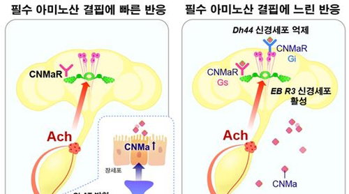 뇌가 아닌 腸이 '고기 당김' 명령?…사이언스, 비만 치료 새 길