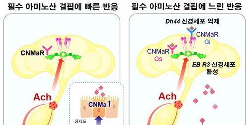 뇌가 아닌 腸이 '고기 당김' 명령?…사이언스, 비만 치료 새 길