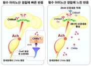 뇌가 아닌 腸이 '고기 당김' 명령?…사이언스, 비만 치료 새 길