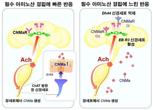 뇌가 아닌 腸이 '고기 당김' 명령?…사이언스, 비만 치료 새 길