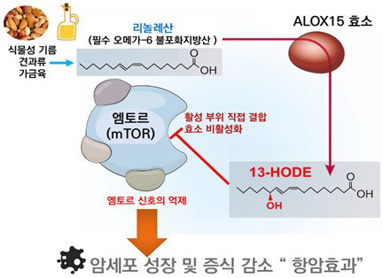 천연 지질 '13-HODE', 암 성장 엠토르 직접 억제 새 항암 문 열다