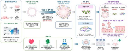 난치성 장 질환, 83억 오가노이드로 재생 '초읽기'
