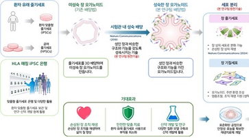 생명연, 83억 오가노이드 이전… '손상 장 재생' 새 시대