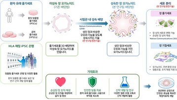 83억 오가노이드 기술, 손상된 장 '재생' 새 지평 열다