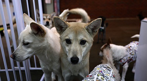 [단독] '광견병 백신 불안' 확산…의료계 "전염 비상" 강력 경고