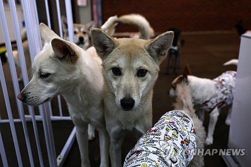 광견병 백신 불안 70만뷰…의료계 '접종 필수'