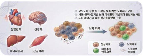 정부, 475억 '노화 리프로그래밍' 착수…세포 노화 역전 새 지평