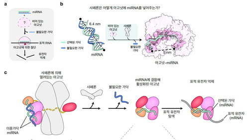 난치병 RNA 치료 설계, 아고넛 활성화 세계 최초 규명