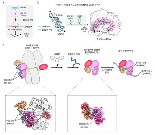 난치병 RNA 치료 설계, 아고넛 활성화 세계 최초 규명
