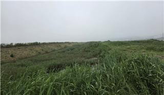 군산 금란도 해충 감염병 경고, 군산해수청 선제 방제… 공중보건 새 전기