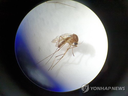 기후변화의 경고: 세종서 '일본뇌염 모기' 한 달 앞당겨 출현