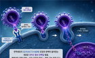 SRV2 열쇠 단백질, CAR-T 항암 성능 25%↑…새 장 열어