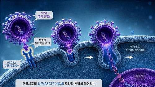SRV2 열쇠 단백질, CAR-T 항암 성능 25%↑…새 장 열어